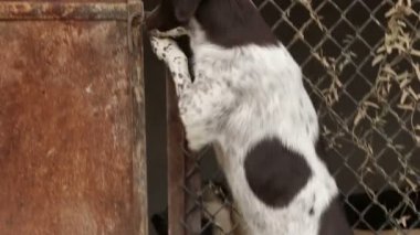 Farklı sokak köpeklerinin yaşadığı bir barınak. Köpekler su içer, köpek maması yer, birbirleriyle kavga ederler, oynarlar, bacağı olmayan bir köpek. Erkekler köpekleri sever. 