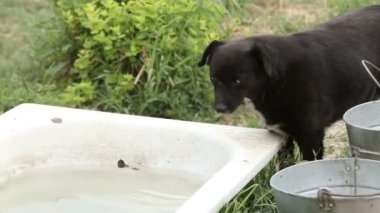 Farklı sokak köpeklerinin yaşadığı bir barınak. Köpekler su içer, köpek maması yer, birbirleriyle kavga ederler, oynarlar, bacağı olmayan bir köpek. Erkekler köpekleri sever. 