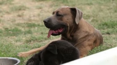 Farklı sokak köpeklerinin yaşadığı bir barınak. Köpekler su içer, köpek maması yer, birbirleriyle kavga ederler, oynarlar, bacağı olmayan bir köpek. Erkekler köpekleri sever. 