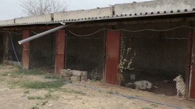 Farklı sokak köpeklerinin yaşadığı bir barınak. Köpekler su içer, köpek maması yer, birbirleriyle kavga ederler, oynarlar, bacağı olmayan bir köpek. Erkekler köpekleri sever. 