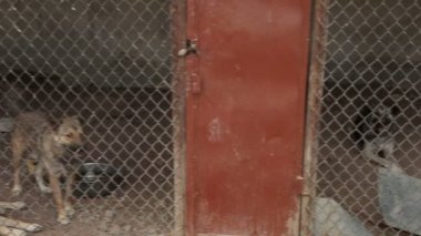 Farklı sokak köpeklerinin yaşadığı bir barınak. Köpekler su içer, köpek maması yer, birbirleriyle kavga ederler, oynarlar, bacağı olmayan bir köpek. Erkekler köpekleri sever. 