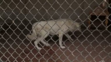 Farklı sokak köpeklerinin yaşadığı bir barınak. Köpekler su içer, köpek maması yer, birbirleriyle kavga ederler, oynarlar, bacağı olmayan bir köpek. Erkekler köpekleri sever. 