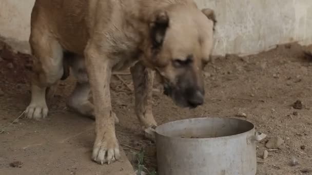 Schronisko Dla Psów Gdzie Żyją Różne Rodzaje Bezpańskie Psy Psy — Wideo stockowe