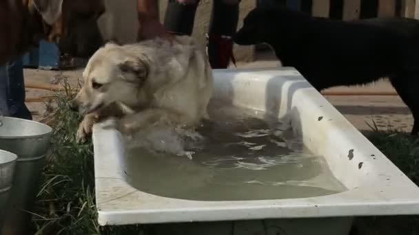 Притулок Собак Живуть Різні Види Бродячих Собак Собаки Ють Воду — стокове відео