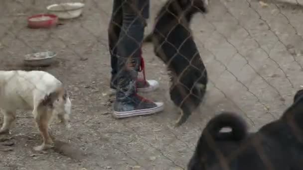 为不同类型流浪狗生活的狗提供的庇护所 狗喝水 吃狗食 没有腿的狗 男人爱狗 — 图库视频影像