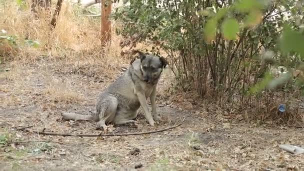 Притулок Собак Живуть Різні Види Бродячих Собак Собаки Ють Воду — стокове відео