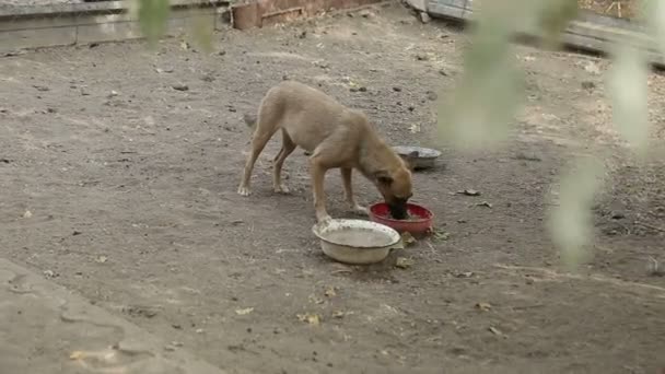 さまざまな種類の野良犬が住む犬のための避難所 犬は水を飲み 犬の食べ物を食べ 互いに戦い 足のない犬 犬が大好き — ストック動画