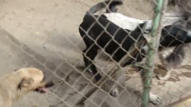 Ein Tierheim Für Hunde Verschiedene Arten Von Streunenden Hunden Leben — Stockvideo