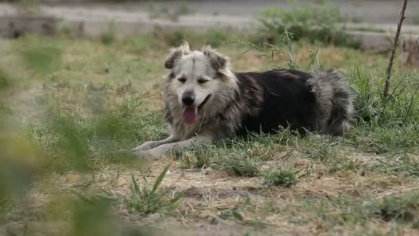 Refugio Para Perros Donde Viven Diferentes Tipos Perros Callejeros Los — Vídeo de stock