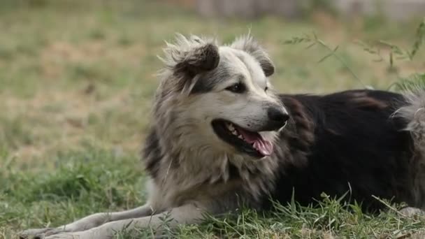 Adăpost Pentru Câini Care Trăiesc Diferite Tipuri Câini Vagabonzi Câinii — Videoclip de stoc