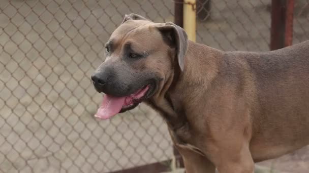 Refugio Para Perros Donde Viven Diferentes Tipos Perros Callejeros Los — Vídeo de stock