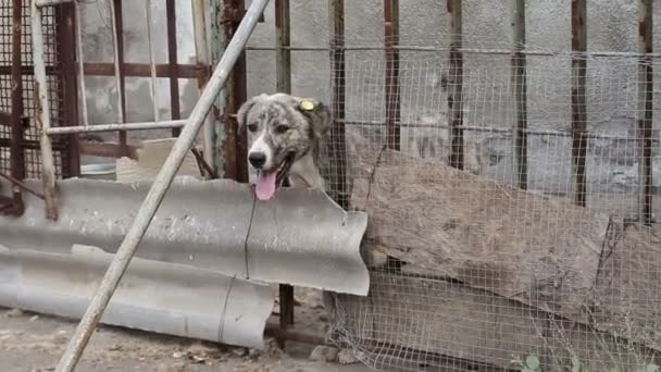 Refugio Para Perros Donde Viven Diferentes Tipos Perros Callejeros Los — Vídeos de Stock