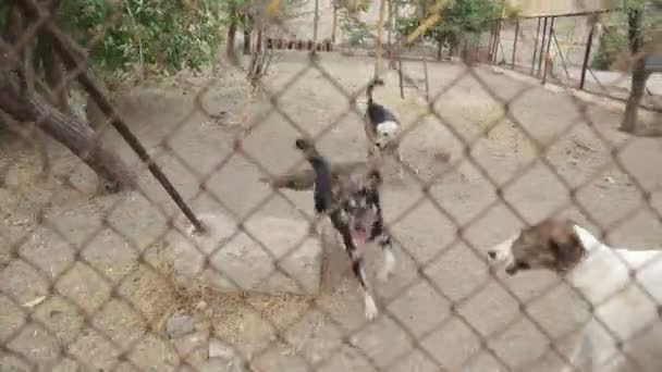 Refugio Para Perros Donde Viven Diferentes Tipos Perros Callejeros Los — Vídeo de stock