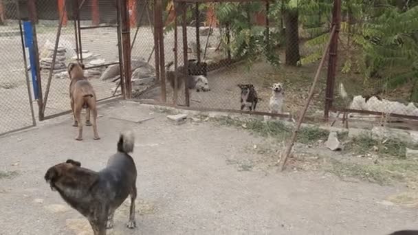 Refuge Pour Chiens Vivent Différents Types Chiens Errants Les Chiens — Video