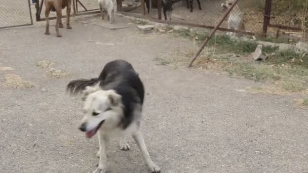 Ένα Καταφύγιο Για Σκύλους Όπου Ζουν Διάφοροι Τύποι Αδέσποτων Σκύλων — Αρχείο Βίντεο