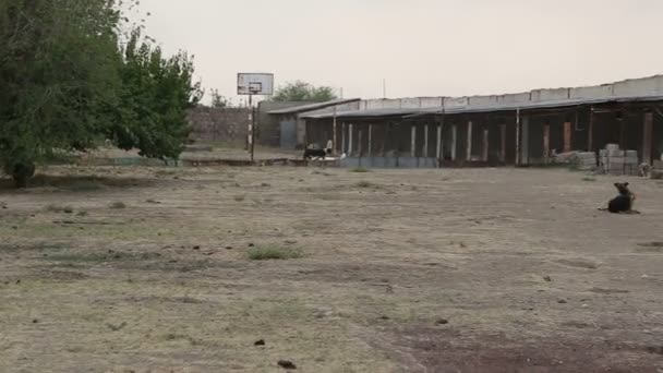 Shelter Dogs Different Types Stray Dogs Live Dogs Drink Water — Stock Video