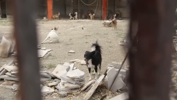 Rifugio Cani Dove Vivono Diversi Tipi Cani Randagi Cani Bevono — Video Stock