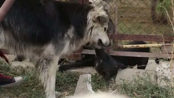 Ein Tierheim Für Hunde Verschiedene Arten Von Streunenden Hunden Leben — Stockvideo