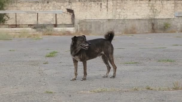 Приют Собак Живут Разные Типы Бродячих Собак Собаки Пьют Воду — стоковое видео