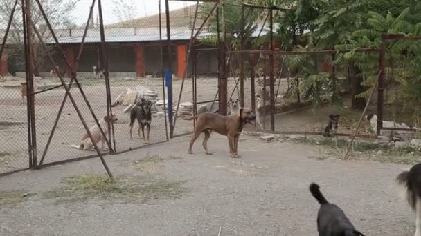 Ett Härbärge För Hundar Där Olika Typer Herrelösa Hundar Lever — Stockvideo