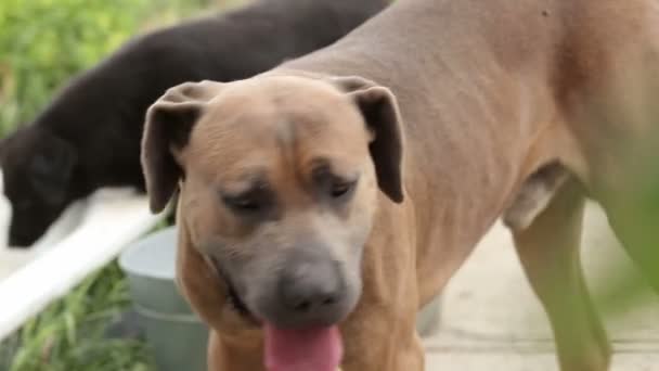 Ein Tierheim Für Hunde Verschiedene Arten Von Streunenden Hunden Leben — Stockvideo