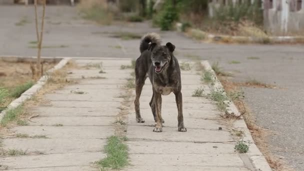Приют Собак Живут Разные Типы Бродячих Собак Собаки Пьют Воду — стоковое видео