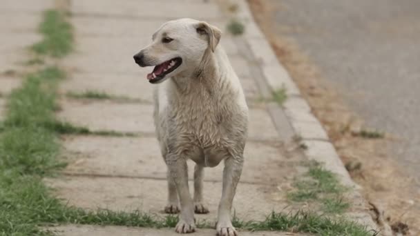 Rifugio Cani Dove Vivono Diversi Tipi Cani Randagi Cani Bevono — Video Stock