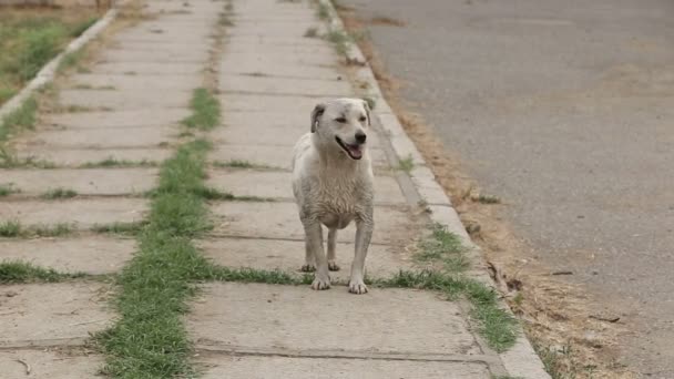 Refugio Para Perros Donde Viven Diferentes Tipos Perros Callejeros Los — Vídeos de Stock