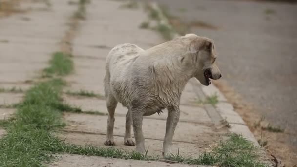 Ein Tierheim Für Hunde Verschiedene Arten Von Streunenden Hunden Leben — Stockvideo