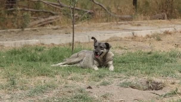 Ein Tierheim Für Hunde Verschiedene Arten Von Streunenden Hunden Leben — Stockvideo