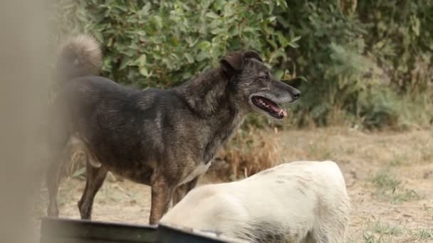 Abrigo Para Cães Onde Vivem Diferentes Tipos Cães Vadios Cães — Vídeo de Stock