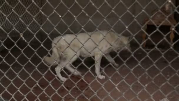 Farklı Sokak Köpeklerinin Yaşadığı Bir Barınak Köpekler Içer Köpek Maması — Stok video