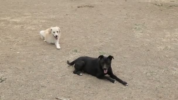 Ein Tierheim Für Hunde Verschiedene Arten Von Streunenden Hunden Leben — Stockvideo