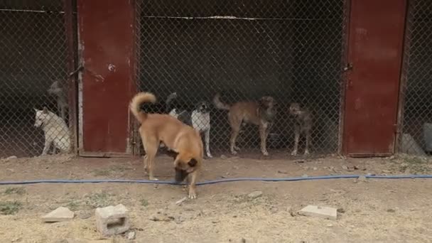 Refugio Para Perros Donde Viven Diferentes Tipos Perros Callejeros Los — Vídeos de Stock