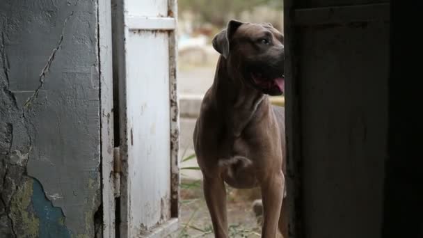 Rifugio Cani Dove Vivono Diversi Tipi Cani Randagi Cani Bevono — Video Stock