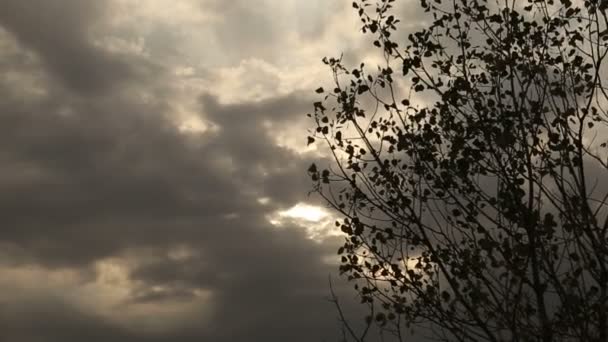 Zonsondergang Tussen Bomen — Stockvideo