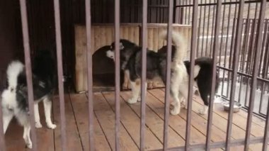 Güzel soylu köpekler kafeste, Huskies arkadan, Akita Inus - sarı olan önden ve vücudunu sallıyor, beyaz olan arkadan ve duvara işiyor..