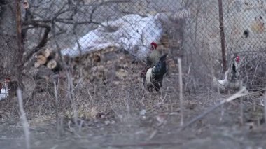 Bir horoz yürüyor, uçuyor, çitin üzerinden atlıyor..