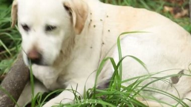 Sevimli bir köpek çimlerin üzerinde yatıyor, kaşınıyor. 