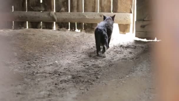 Gato Negro Con Barbilla Blanca Caminando Sentado Junto Puerta Madera — Vídeos de Stock