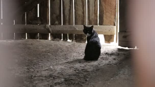 Gato Negro Con Barbilla Blanca Caminando Sentado Junto Puerta Madera — Vídeos de Stock