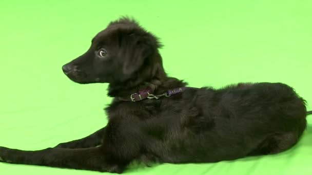 Perro Negro Tumbado Frente Pantalla Verde Croma Key Con Collar — Vídeo de stock