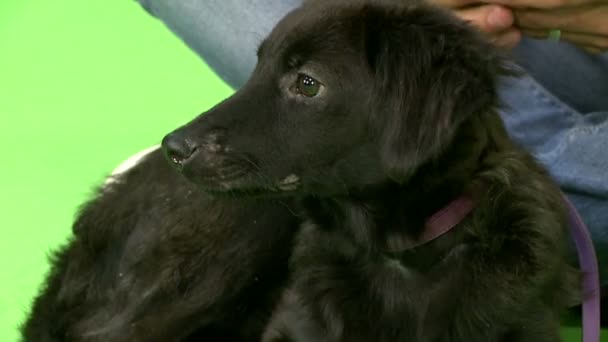 Czarny Pies Leżący Przed Zielonym Ekranem Klawisz Chroma Fioletowym Kołnierzem — Wideo stockowe