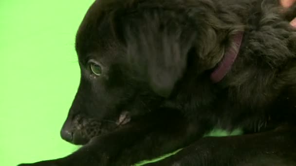 Cane Nero Sdraiato Davanti Allo Schermo Verde Chiave Cromatica Con — Video Stock