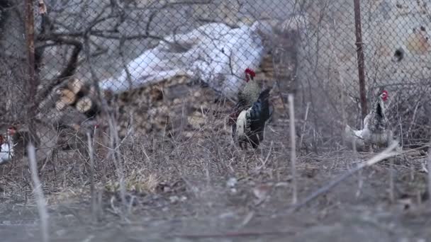 Bir Horoz Yürüyor Uçuyor Çitin Üzerinden Atlıyor — Stok video