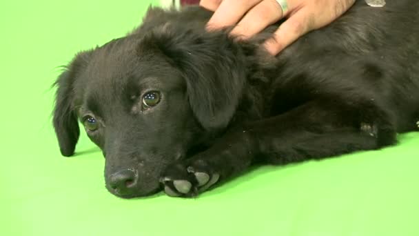 Perro Negro Tumbado Frente Pantalla Verde Croma Key Con Collar — Vídeos de Stock