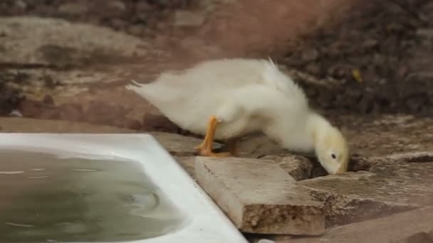 Eenden Wandelen Eten Zwemmen Het Dorp — Stockvideo