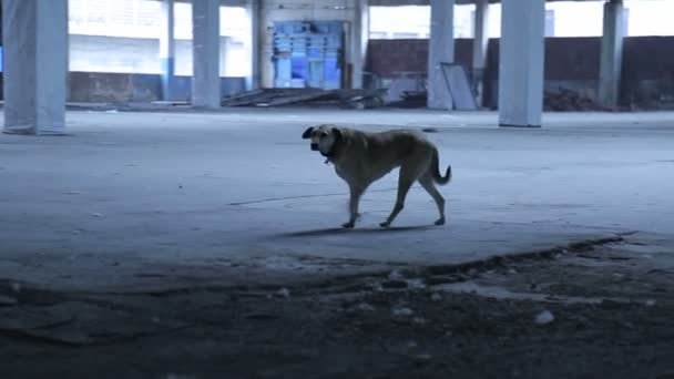 Una Perra Amarilla Con Collar Pasea Por Edificio Abandonado Meneando — Vídeos de Stock