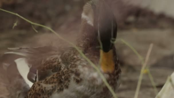 Los Patos Caminan Comen Nadan Pueblo — Vídeos de Stock