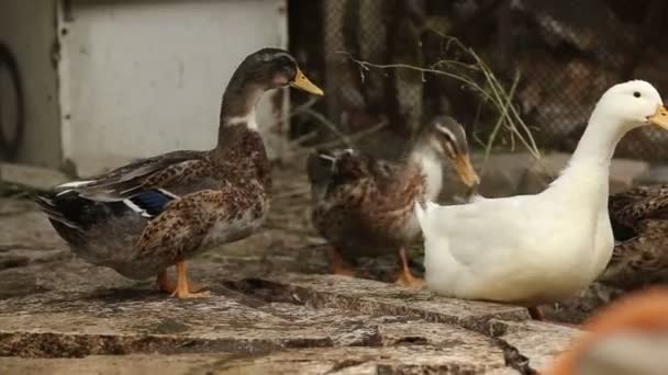Ördekler Köyde Yürüyor Yiyor Yüzüyor — Stok video